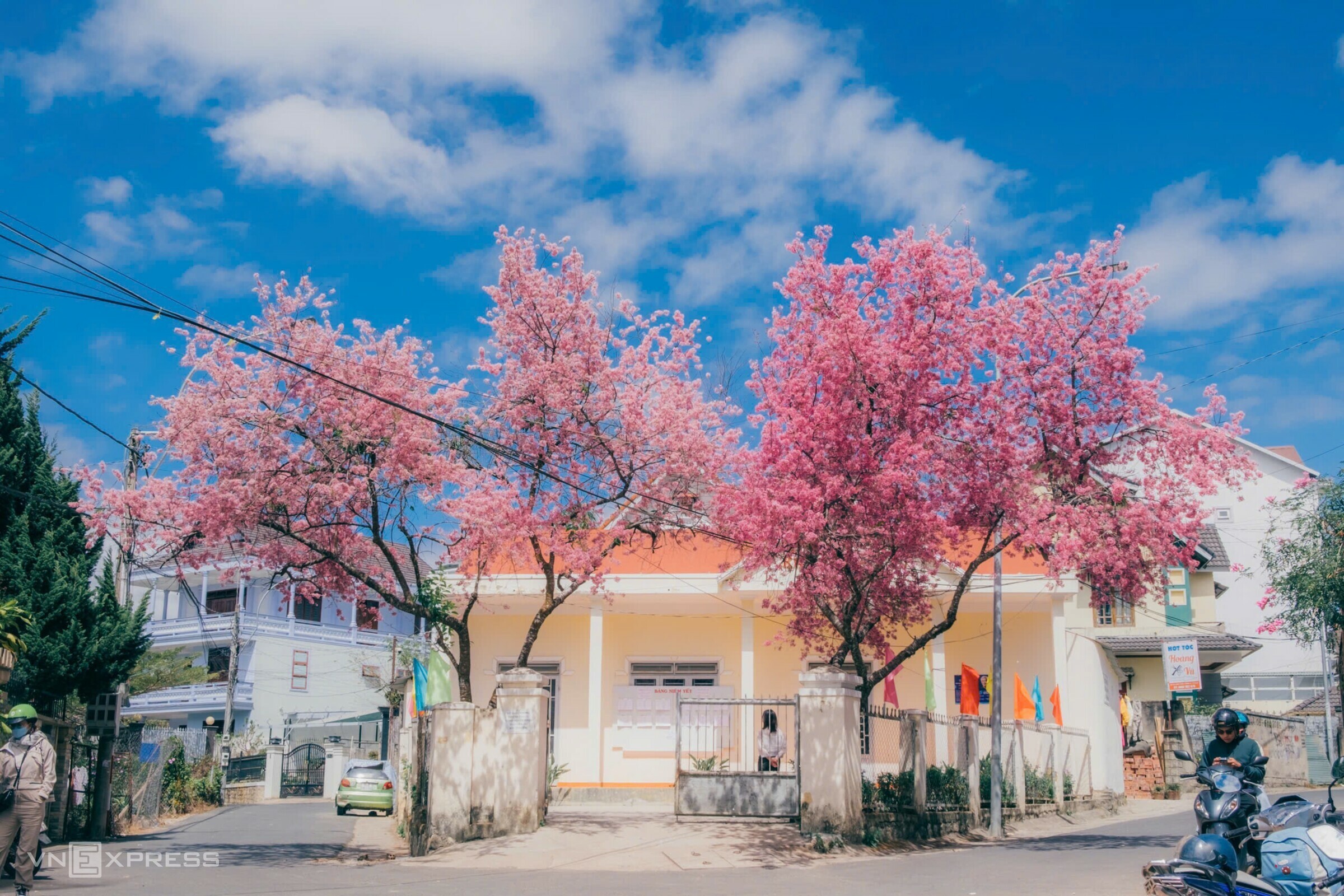 Mai anh đào bung nở khắp phố núi Đà Lạt - 6