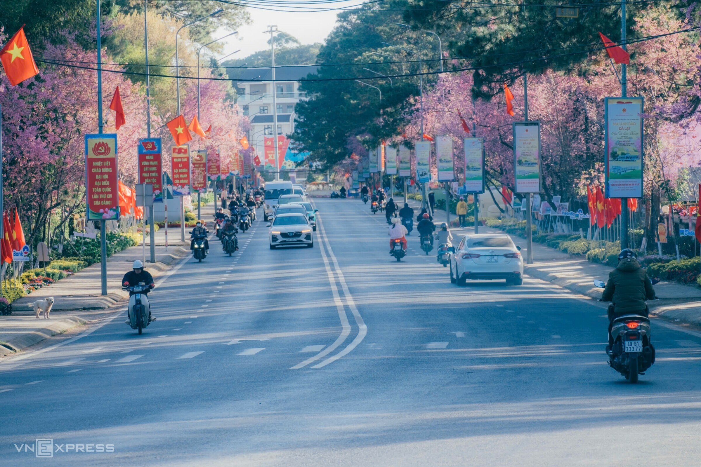 Mai anh đào bung nở khắp phố núi Đà Lạt - 7