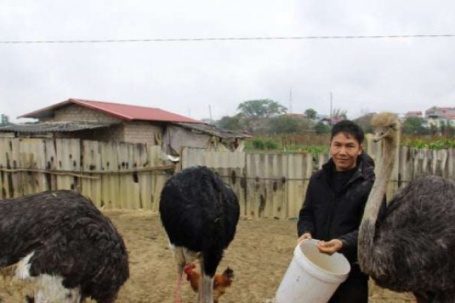 Bỏ phố về quê nuôi gà kiểu gì mà anh kỹ sư Lạng Sơn bắt bán liên tục, bất ngờ có cả loài "gà khổng lồ"