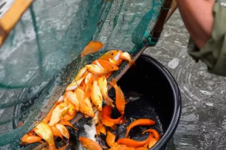 Làng cá chép đỏ xứ Thanh tất bật trước ngày Tết ông Công, ông Táo