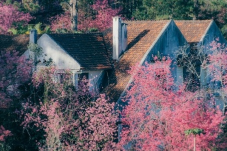 Mai anh đào bung nở khắp phố núi Đà Lạt