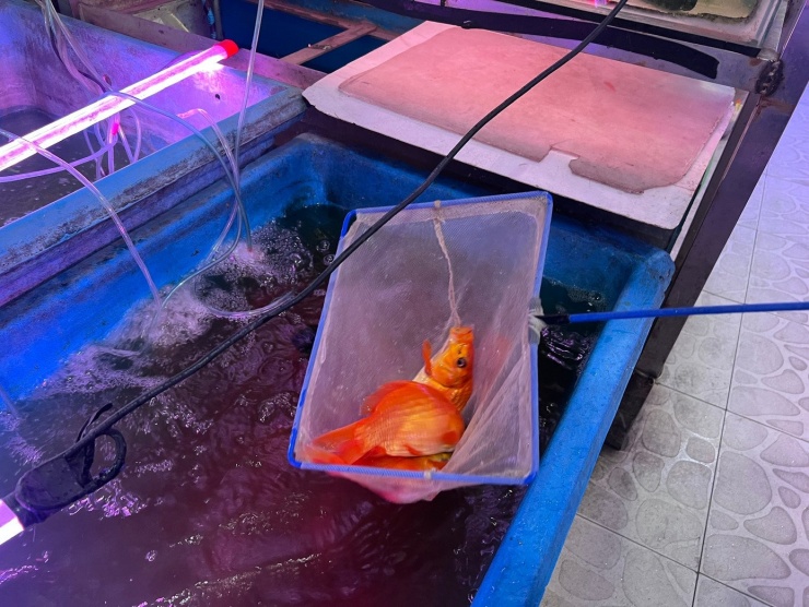 Năm nay, cá chép tiễn ông Táo về trời đều rất to, khỏe. 3 cá chép có giá 200.000 đồng. Theo chủ cửa hàng, giá cá chép đưa ông Táo về trời không biến động, tuy nhiên khách khá thưa vắng. Họ hy vọng chiều tối nay hoặc đúng ngày 23 tháng Chạp (10/2), khách sẽ đến mua cá chép nhiều hơn.