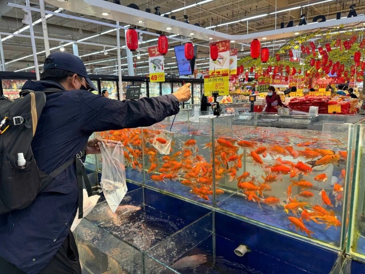 Các siêu thị GO! năm nay có thêm dịch vụ bán cá chép vàng tiễn ông Táo về trời có giá cực hấp dẫn. Theo đó, siêu thị đưa cả bể cá chép ở ngay vị trí trung tâm, chuẩn bị sẵn vợt để khách vớt cá theo ý thích. "Thông thường, khách hàng sẽ chọn mua 3 con cá chép vàng trong ngày này" - nhân viên siêu thị nói.