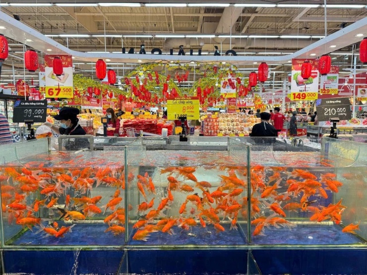 Với giá từ 8.800 - 14.900 đồng/con, cá chép vàng được khách hàng chọn mua rất nhiều trong dịp này