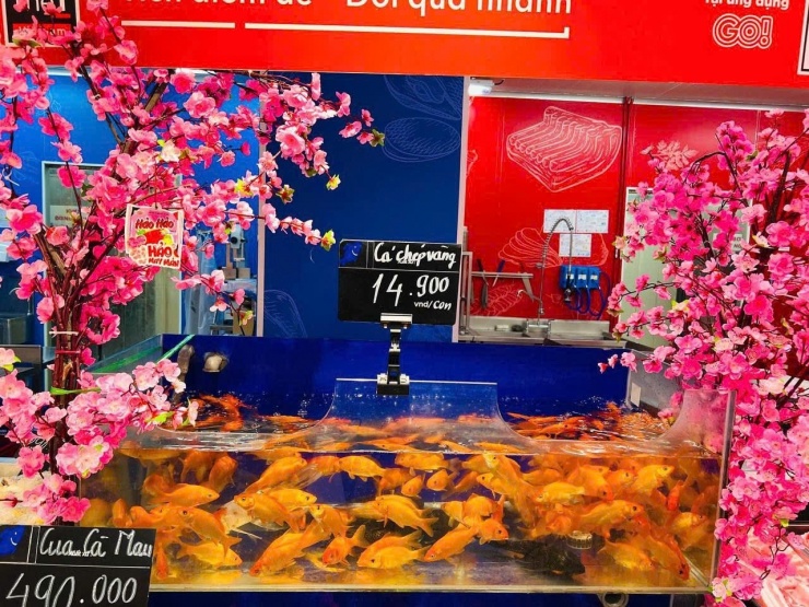 Cá chép vàng được phân ra theo từng loại, tùy lớn nhỏ để khách dễ chọn lựa