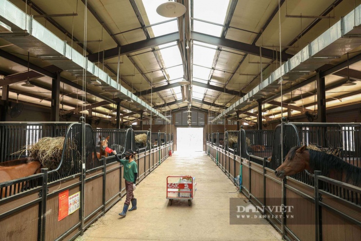 Đầu năm 2024, những chú ngựa Akhal Teke và các loại giống khác có mặt tại Học viện cưỡi ngựa Hoàng Gia (Vũ Yên, Hải Phòng).