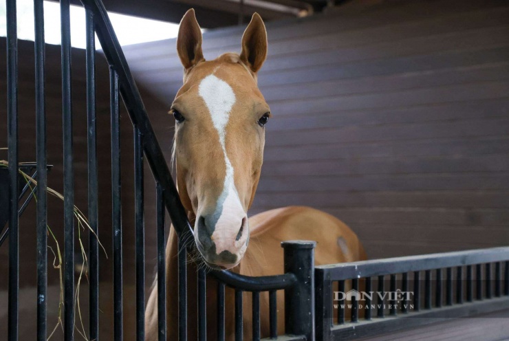 Trên thế giới hiện nay, số lượng ngựa Akhal Teke đang dần bị thu hẹp, càng làm cho giống ngựa này thêm quý giá. Với giá trị có thể lên tới hàng triệu USD, đắt hơn cả những chiếc siêu xe, đây là giống ngựa đắt đỏ nhất thế giới hiện nay. Trong ảnh là chú ngựa Akhal Teke tên Sun tại Học viện cưỡi ngựa Hoàng Gia.