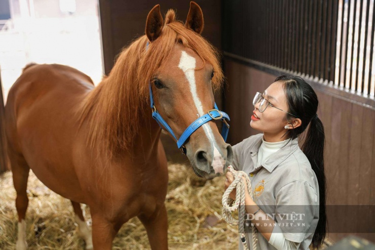 Đại diện Học viện cho biết, phúc lợi mỗi chú ngựa chỉ phải làm việc tối đa 3 tiếng mỗi ngày và làm việc một tiếng một lần sau đó nghỉ ngơi 2 tiếng mới làm việc tiếp.