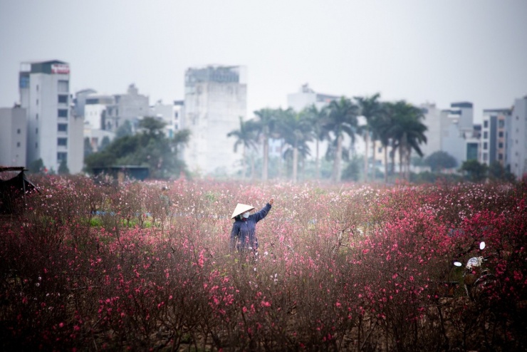 Những ngày cận Tết Nguyên đán, thị trường hoa Tết bắt đầu nhộn nhịp. Tại nhiều chợ hoa và nhà vườn chuyên trồng, kinh doanh hoa cây cảnh, các mặt hàng hoa Tết truyền thống như hoa đào, hoa mận, … được người dân ưu tiên lựa chọn.