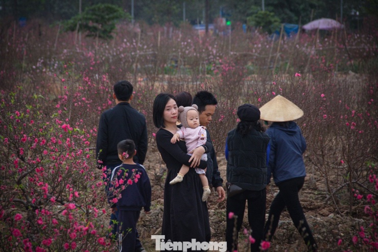 Những ngày này, các vườn đào tại làng đào La Cả (Dương Nội) nở bung hoa sắc thắm. Tranh thủ ngày có thời tiết đẹp, nhiều người dân đã tới các vườn đào để tự tay chọn cành đào ưng ý mang về chơi Tết.