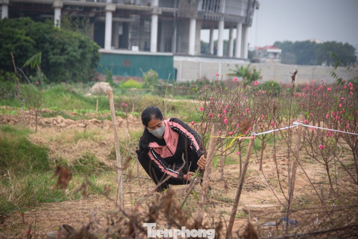 Chia sẻ về những biến động của vụ Tết năm nay, bà Minh, chủ một nhà vườn tại Dương Nội trăn trở: “Năm nay thời tiết diễn biến thất thường, nắng ấm kéo dài thêm mưa ẩm khiến nhiều diện tích đào bung nở sớm. Dù còn khoảng một tuần nữa mới đến Tết Nguyên đán 2026, nhưng nhiều gốc đào đẹp đã nở rộ hết, buộc nhà tôi phải cắt bán sớm giá rẻ để gỡ vốn. Chúng tôi đang phải dồn lực chăm sóc số cây còn lại với hy vọng hãm đà nở để bán đúng dịp”.