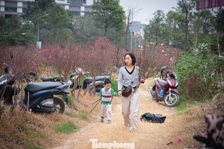 Theo dự báo, nếu thời tiết tiếp tục nắng ấm, mặt bằng giá hoa Tết tại Hà Nội có thể sẽ còn giảm sâu trong những ngày tới, đặt ra bài toán kinh tế đầy thách thức cho các tiểu thương Thủ đô.