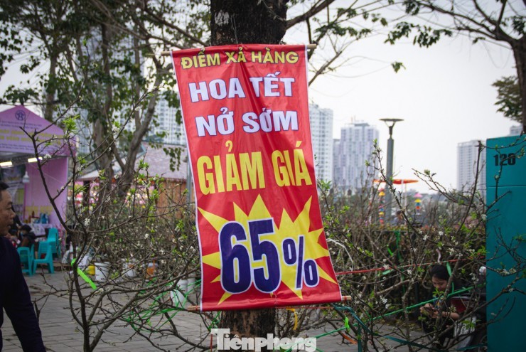 Thời tiết 'ép' đào nở sớm, nhà vườn xả hàng gỡ vốn như chiều 30 Tết