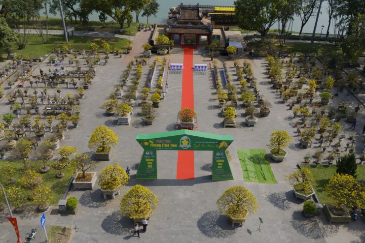 Hoàng mai cổ thụ 2 tỷ đồng khoe sắc bên sông Hương - 1