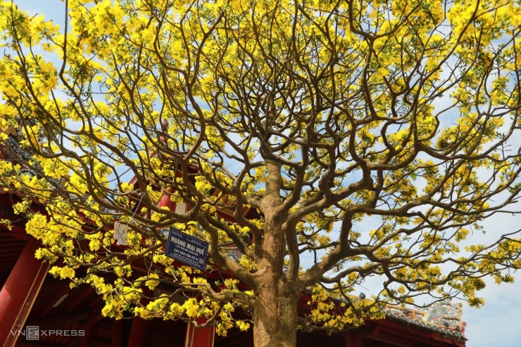 Hoàng mai cổ thụ 2 tỷ đồng khoe sắc bên sông Hương - 3