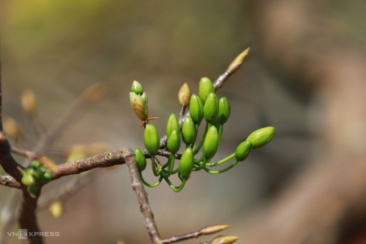 Hoàng mai cổ thụ 2 tỷ đồng khoe sắc bên sông Hương - 5