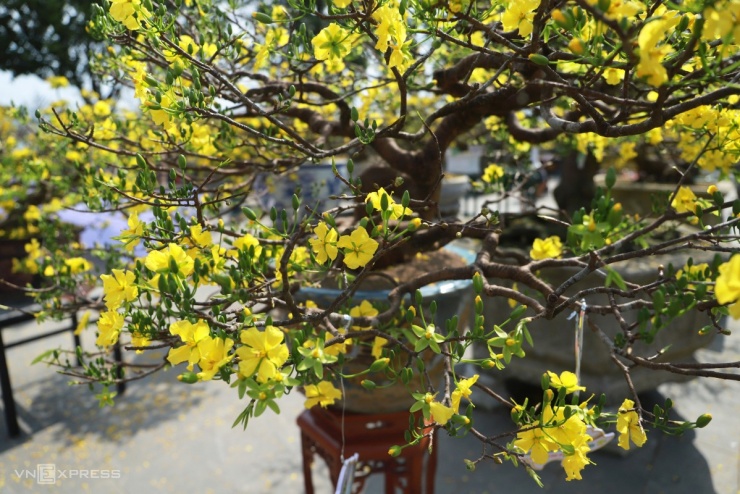 Hoàng mai cổ thụ 2 tỷ đồng khoe sắc bên sông Hương - 4