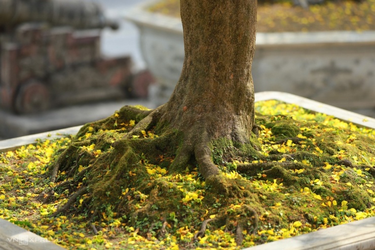 Hoàng mai cổ thụ 2 tỷ đồng khoe sắc bên sông Hương - 6