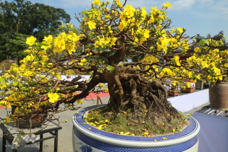 Hoàng mai cổ thụ 2 tỷ đồng khoe sắc bên sông Hương - 8