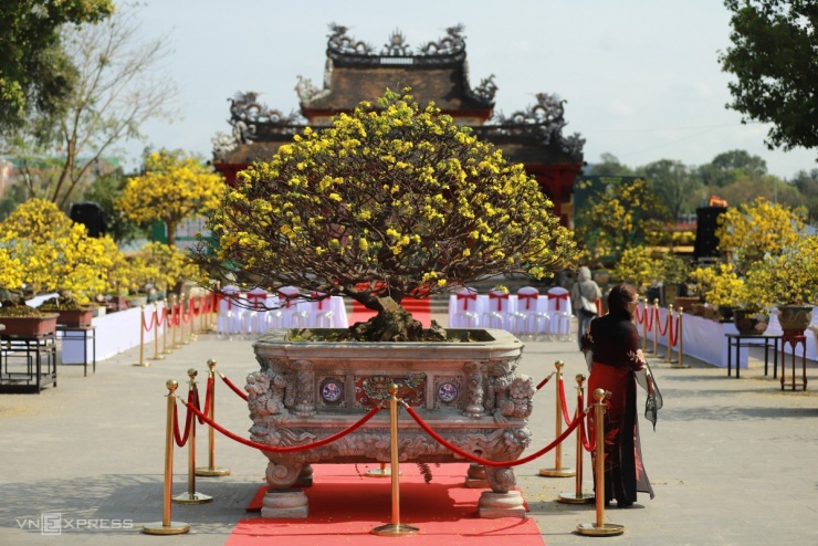 Hoàng mai cổ thụ 2 tỷ đồng khoe sắc bên sông Hương - 10