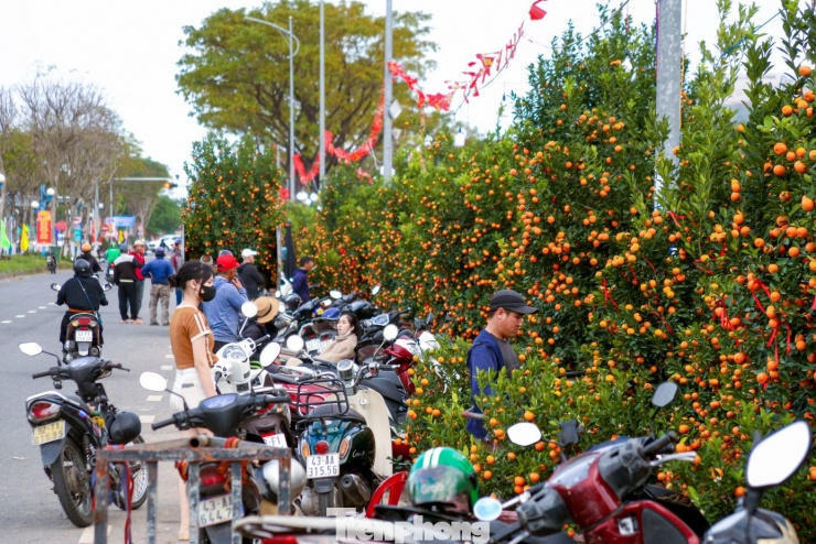 Những ngày này, trên các tuyến đường Hoàng Thị Loan, Nguyễn Sinh Sắc, Nguyễn Đình Tựu… (TP. Đà Nẵng), hàng nghìn chậu quất, đào, mai, cúc được các tiểu thương bày bán dọc hai bên đường. Đông đảo người dân đến mua sắm, tham quan khiến không khí trở nên sôi động, nhộn nhịp. Đây cũng là thời điểm nhiều lao động hành nghề vận chuyển cây thuê tranh thủ kiếm thêm thu nhập những ngày giáp Tết. Ảnh: Duy Quốc.