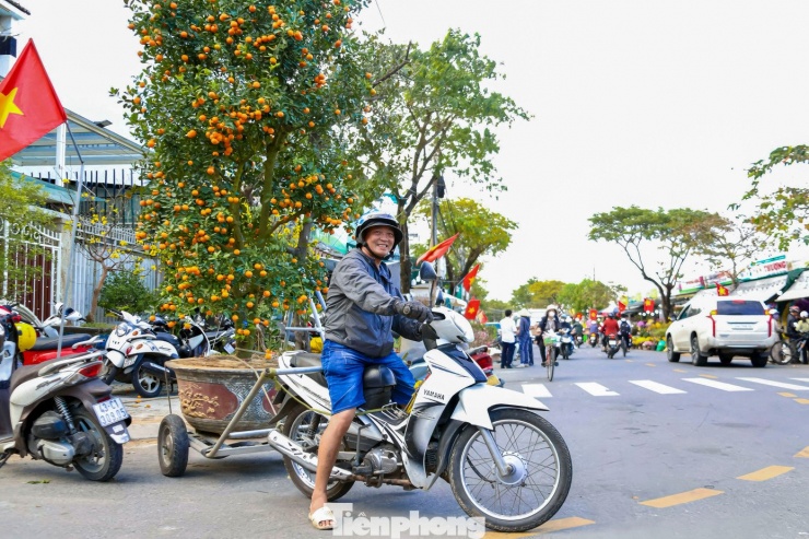 Anh Phạm Đức Phương, người có nhiều năm gắn bó với nghề chở cây thuê dịp Tết, cho biết giá chở cây không cố định mà phụ thuộc vào nhiều yếu tố như kích thước cây, quãng đường vận chuyển, độ khó khi bốc xếp. “Tùy vào cây to nhỏ, đường xa gần mà mình sẽ lấy giá khác nhau. Mỗi cây quất to như thế, mỗi chuyến tôi lấy khoảng 400.000-500.000 đồng. Cây càng lớn, càng khó chở thì giá càng cao”, anh Phương chia sẻ.