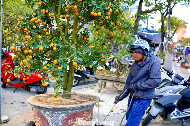 Theo anh Phương, nghề chở cây thuê mỗi mùa Tết mang lại nguồn thu nhập đáng kể cho gia đình. “Có hôm thuận lợi, chạy từ sáng đến tối, sau khi trừ chi phí xăng xe vẫn còn hơn một triệu đồng. Nghề này chỉ làm theo mùa nhưng cũng đủ trang trải sinh hoạt và sắm sửa dịp cuối năm”, anh nói.