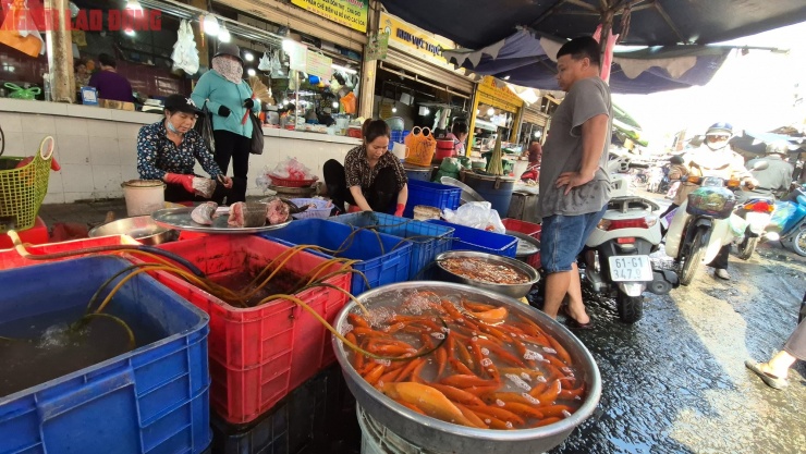 Cá chép nhỏ chủ lực ngày cúng ông Táo