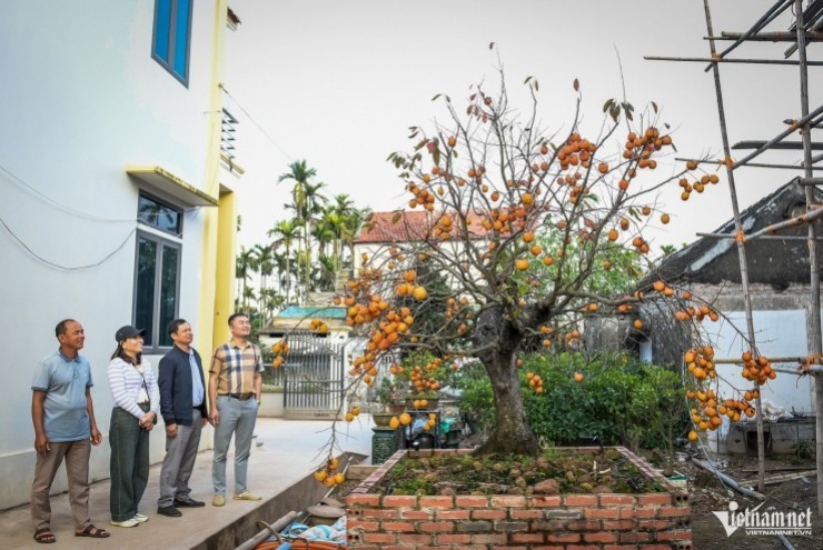 Cây hồng cổ 100 năm tuổi được trả giá 500 triệu đồng