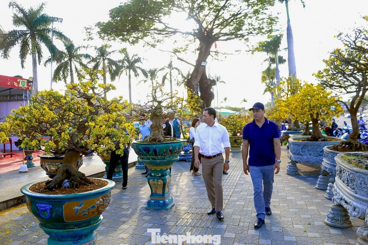 Theo ghi nhận, tại Cung Thể thao Tiên Sơn (TP. Đà Nẵng), nhiều gốc mai lớn nhỏ được các chủ vườn đưa xuống tập kết ngay ngắn, thu hút đông đảo người dân và khách chơi mai đến tham quan, lựa chọn. Ảnh: Duy Quốc.