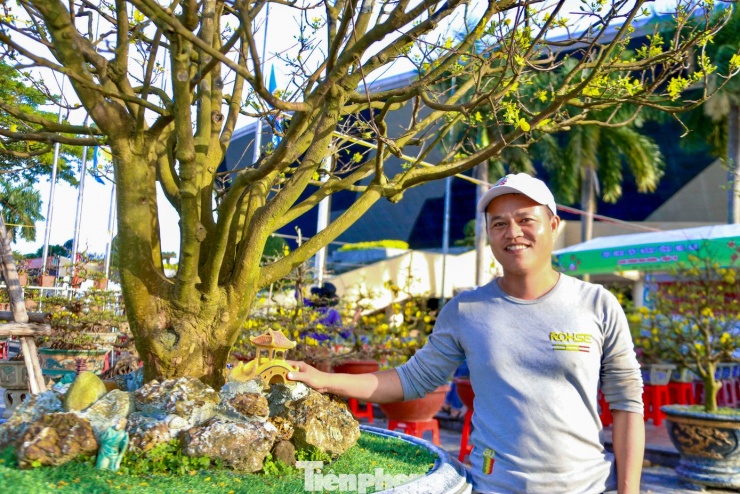 Anh Nguyễn Đức Tài (trú phường Hòa Xuân, TP. Đà Nẵng) cho biết năm nay anh đưa xuống phố hàng chục gốc mai với nhiều kích cỡ khác nhau. Theo anh Tài, các gốc mai nhỏ, giá vừa tầm đã được khách đặt mua từ sớm, hiện chủ yếu còn lại những gốc mai lớn. “Gốc mai lớn nhất tôi mang xuống phố có giá bán khoảng 250 triệu đồng, nếu khách chỉ thuê trưng bày trong dịp Tết thì giá thuê khoảng 50 triệu đồng”, anh Tài chia sẻ.