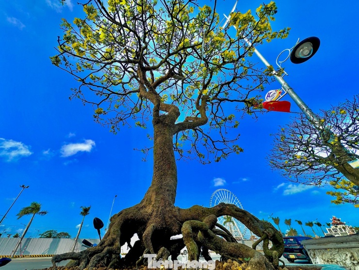 Cây mai của ông Vinh được định giá khoảng 500 triệu đồng, thuộc nhóm mai cổ thụ hiếm, dáng thế đẹp, được giới chơi mai lâu năm đặc biệt quan tâm.