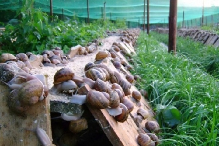 Đặc sản nghe tên "sợ khiếp vía", xưa không ai dám ăn, nay là món thơm ngon được ưa chuộng, giá 120.000 đồng/kg