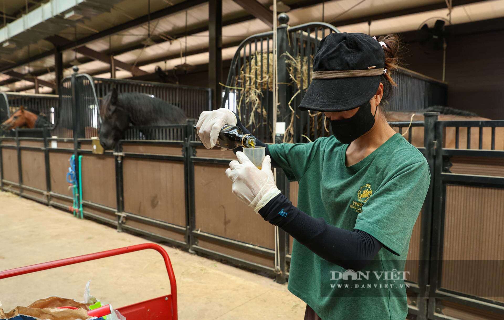 Nhân viên chăm sóc, cho uống thuốc, khám sức khoẻ định kỳ các chú ngựa tại Học viện.&nbsp;