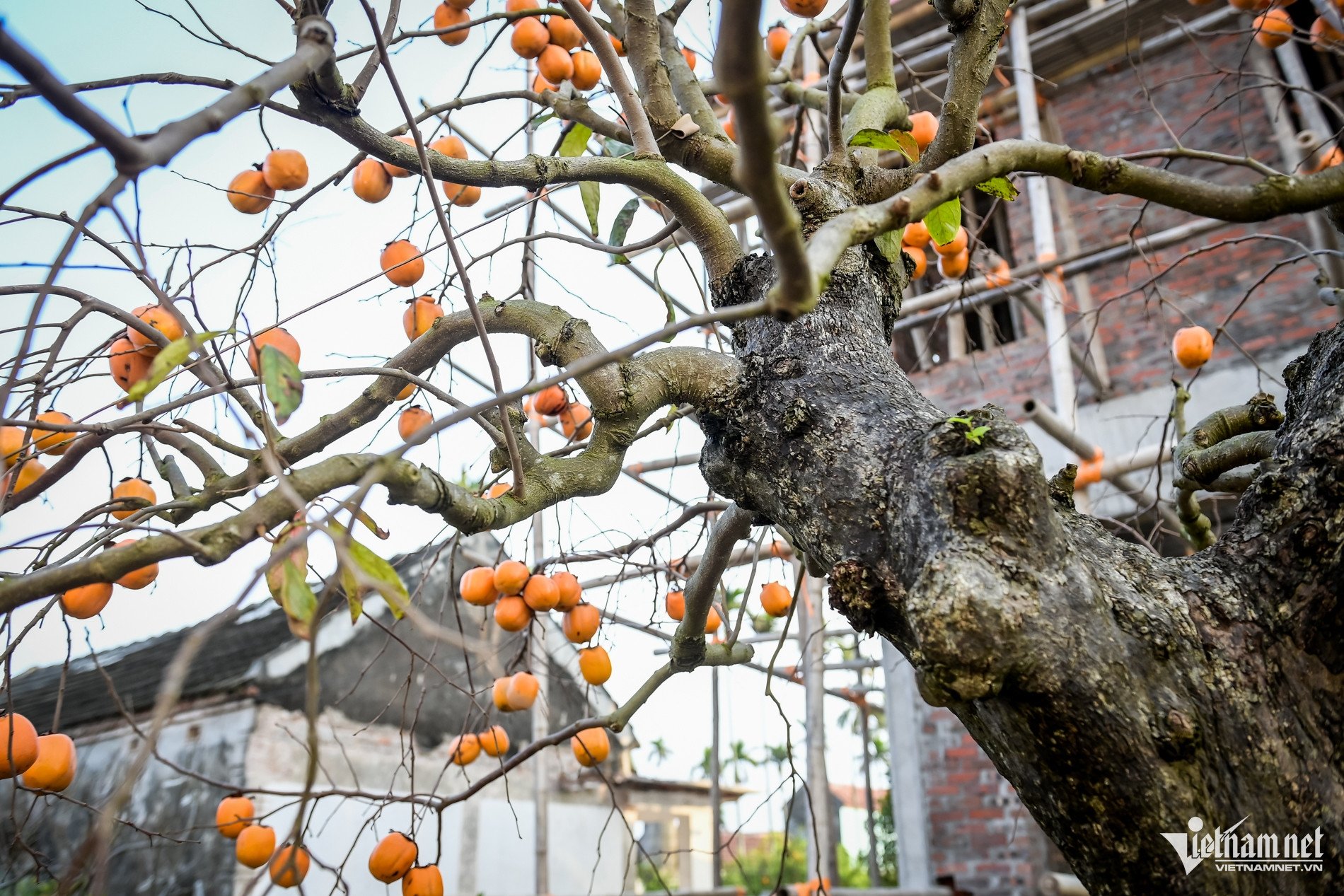 Cây hồng cổ 100 năm tuổi được trả giá 500 triệu đồng - 4