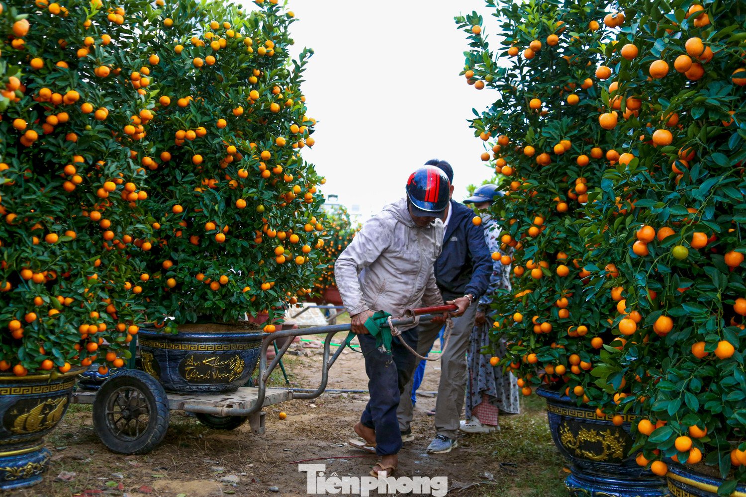 Nghề chở cây thuê ngày Tết - 2