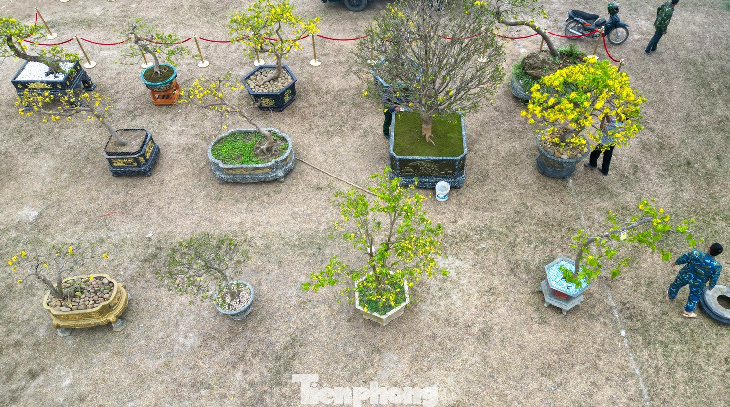 Hoa mai vàng Yên Tử có màu vàng đậm, cánh dày, nở đều và bền. Nhiều gốc mai tại chợ hoa năm nay được đánh giá cao nhờ nở đúng dịp Tết, hoa giữ được lâu, ít rụng, góp phần làm tăng giá trị của cây.