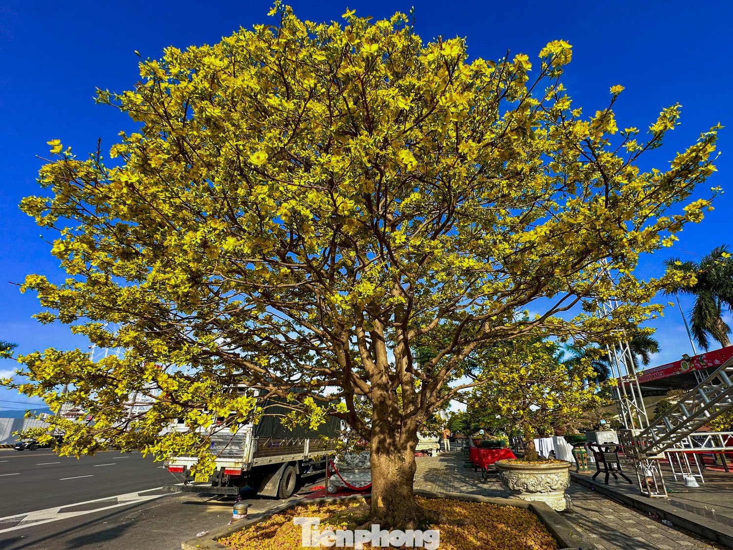 Nhiều cây mai vàng trị giá hơn nửa tỷ đồng được các nhà vườn đưa xuống phố trưng bày, giới thiệu và chào bán cho giới chơi mai dịp cận Tết.
