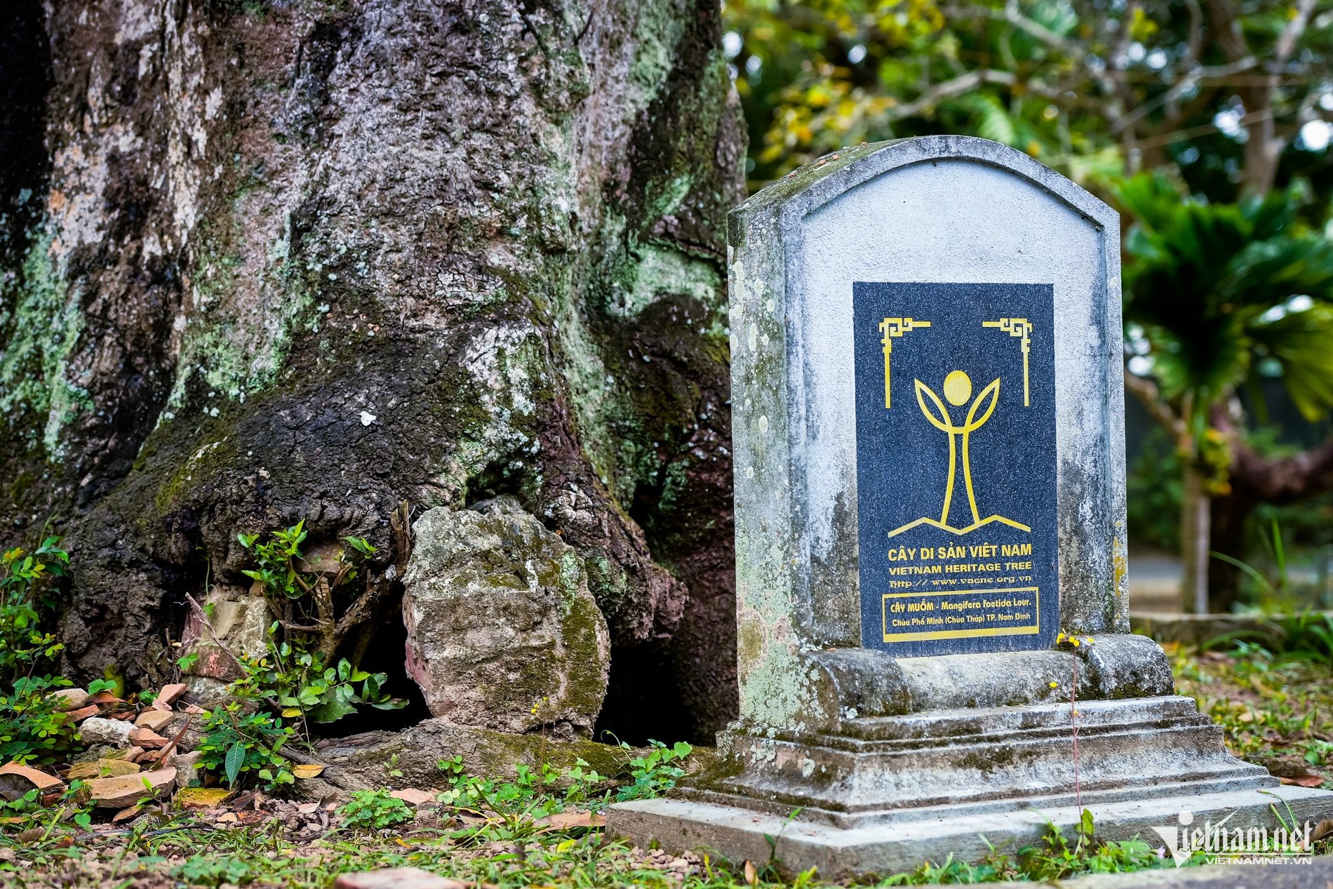 ‘Báu vật’ hơn 300 năm tuổi ở Ninh Bình bị rỗng ruột vẫn tốt tươi - 5