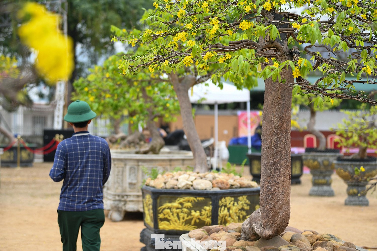 “Chúng tôi mong muốn hội chợ năm nay có sự tổng hợp đầy đủ các dòng mai, từ cây lớn đến cây mini, để người dân có thể chiêm ngưỡng nhiều phong cách khác nhau của mai vàng Yên Tử”, ông Cảnh chia sẻ.