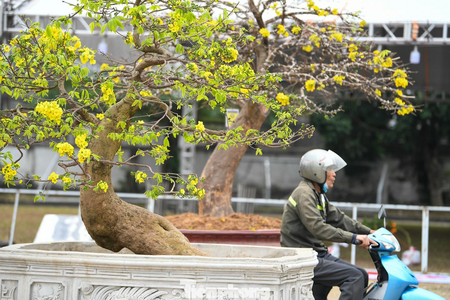 Tại chợ hoa, nhiều gốc mai được chào giá từ 300 đến 500 triệu đồng. Một số cây cổ thụ, dáng đẹp, hiếm, được định giá trên một tỷ đồng. Theo giới sành chơi, đây là mức giá phản ánh đúng công chăm sóc và giá trị tích lũy của cây qua thời gian.