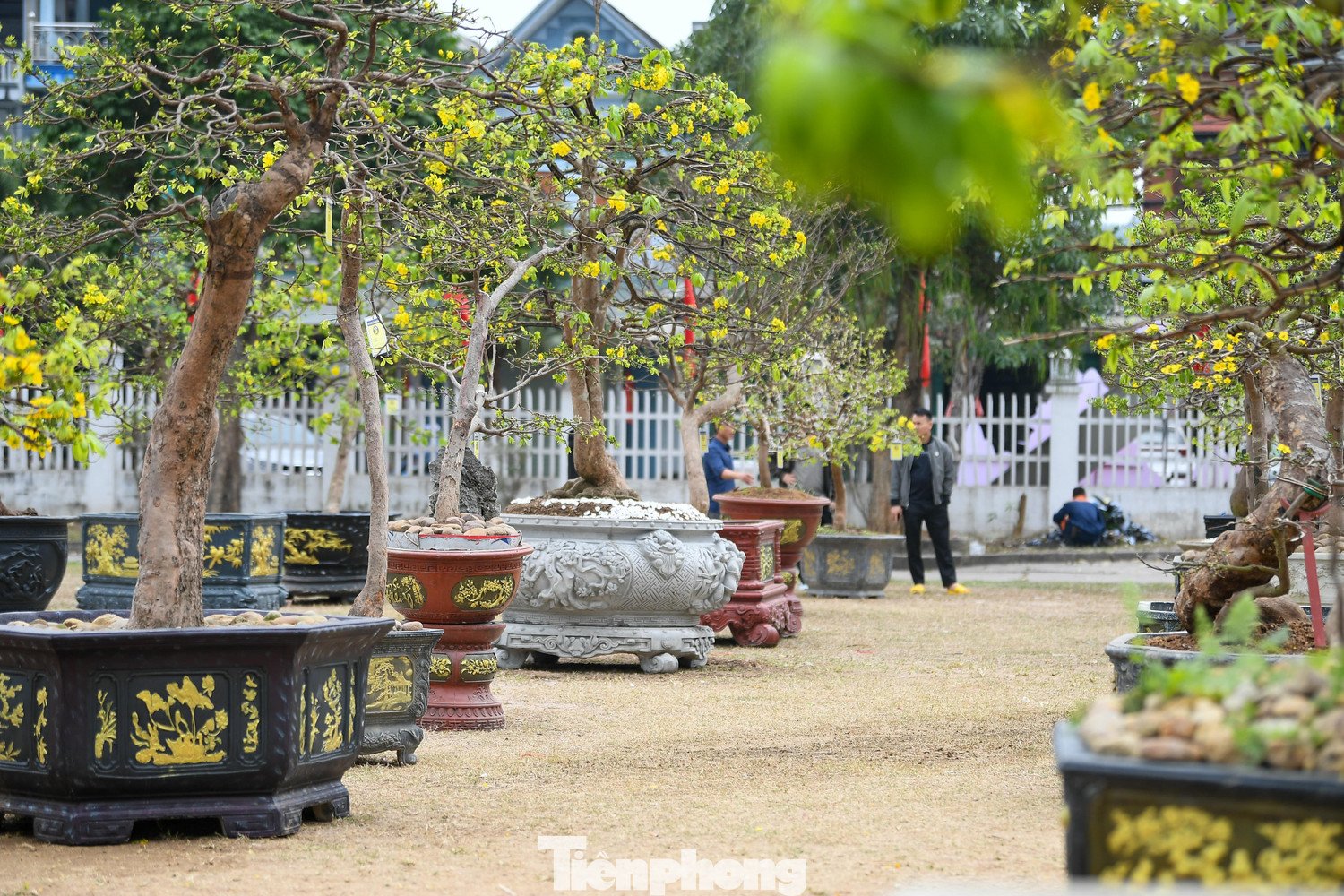 Tại chợ hoa, nhiều gốc mai được chào giá từ 300 đến 500 triệu đồng. Một số cây cổ thụ, dáng đẹp, hiếm, được định giá trên một tỷ đồng. Theo giới sành chơi, đây là mức giá phản ánh đúng công chăm sóc và giá trị tích lũy của cây qua thời gian.