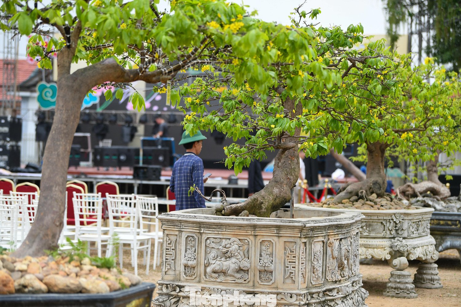 Tại chợ hoa, nhiều gốc mai được chào giá từ 300 đến 500 triệu đồng. Một số cây cổ thụ, dáng đẹp, hiếm, được định giá trên một tỷ đồng. Theo giới sành chơi, đây là mức giá phản ánh đúng công chăm sóc và giá trị tích lũy của cây qua thời gian.