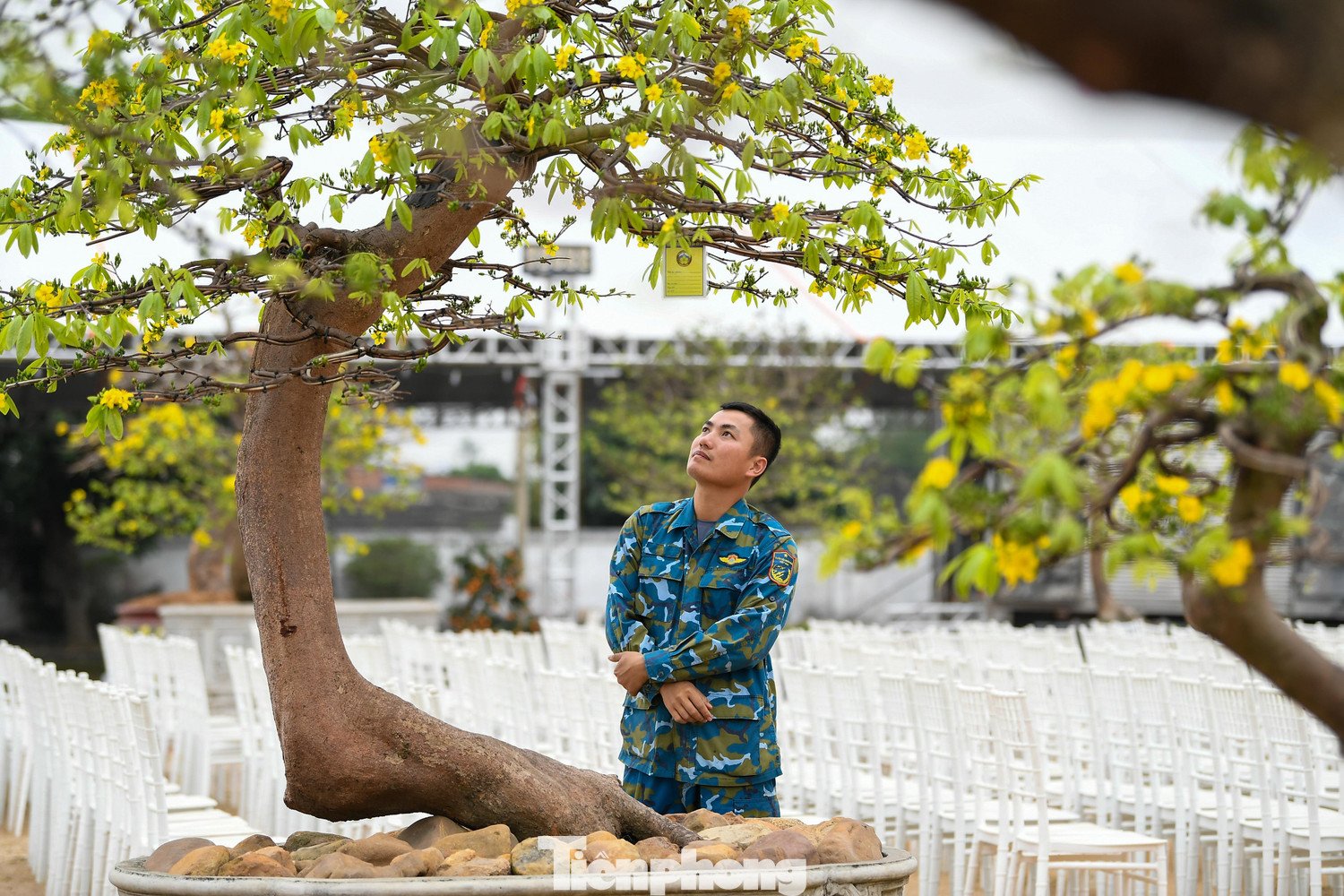 Không dừng lại ở giá trị kinh tế, mai vàng Yên Tử còn mang giá trị biểu trưng gắn với vùng đất Phật Yên Tử - nơi đề cao sự an nhiên, bền bỉ và tĩnh tại. Chính yếu tố này khiến nhiều người chơi sẵn sàng bỏ ra số tiền lớn để sở hữu những gốc mai cổ thụ, coi đó là sự kết hợp giữa nghệ thuật, văn hóa và giá trị vật chất.