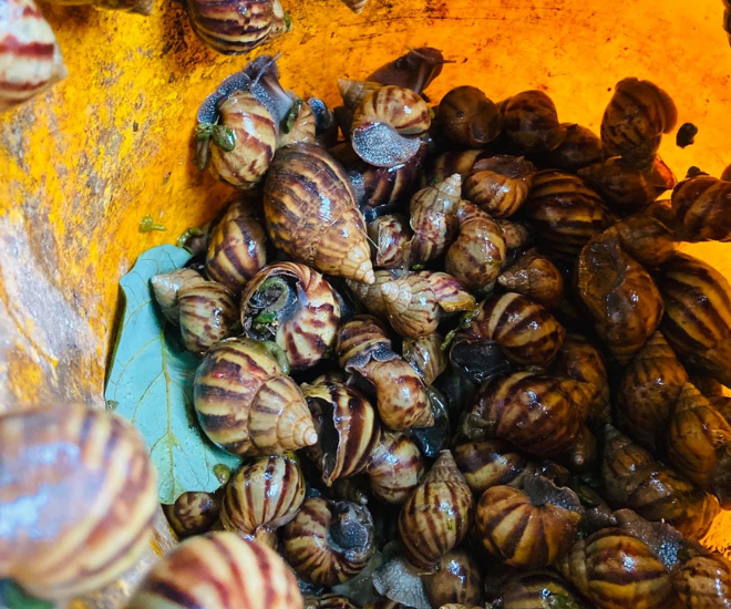 Ốc sên là loài động vật thân mềm, ăn tạp nên thường có ký sinh trùng và ấu trùng giun tồn tại trong cơ thể. Bởi vậy, chúng cần được xử lý sạch và trải qua quá trình chế biến kỳ công, tỉ mỉ mới có thể làm thành thức ăn.