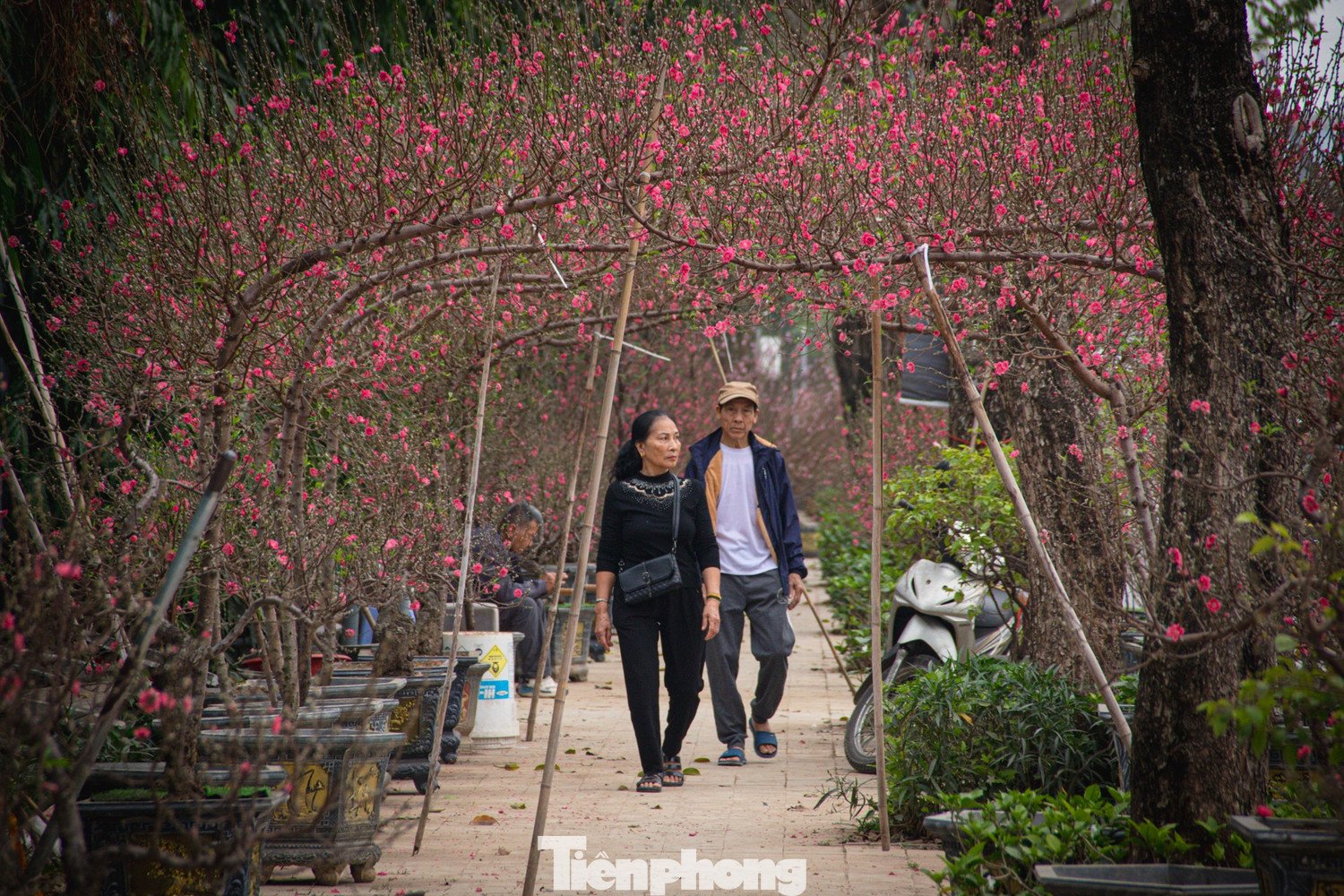 Đa số người dân Thủ đô năm nay có xu hướng lựa chọn những sản phẩm vừa túi tiền, phù hợp với không gian sinh hoạt và nhu cầu trang trí cơ bản.