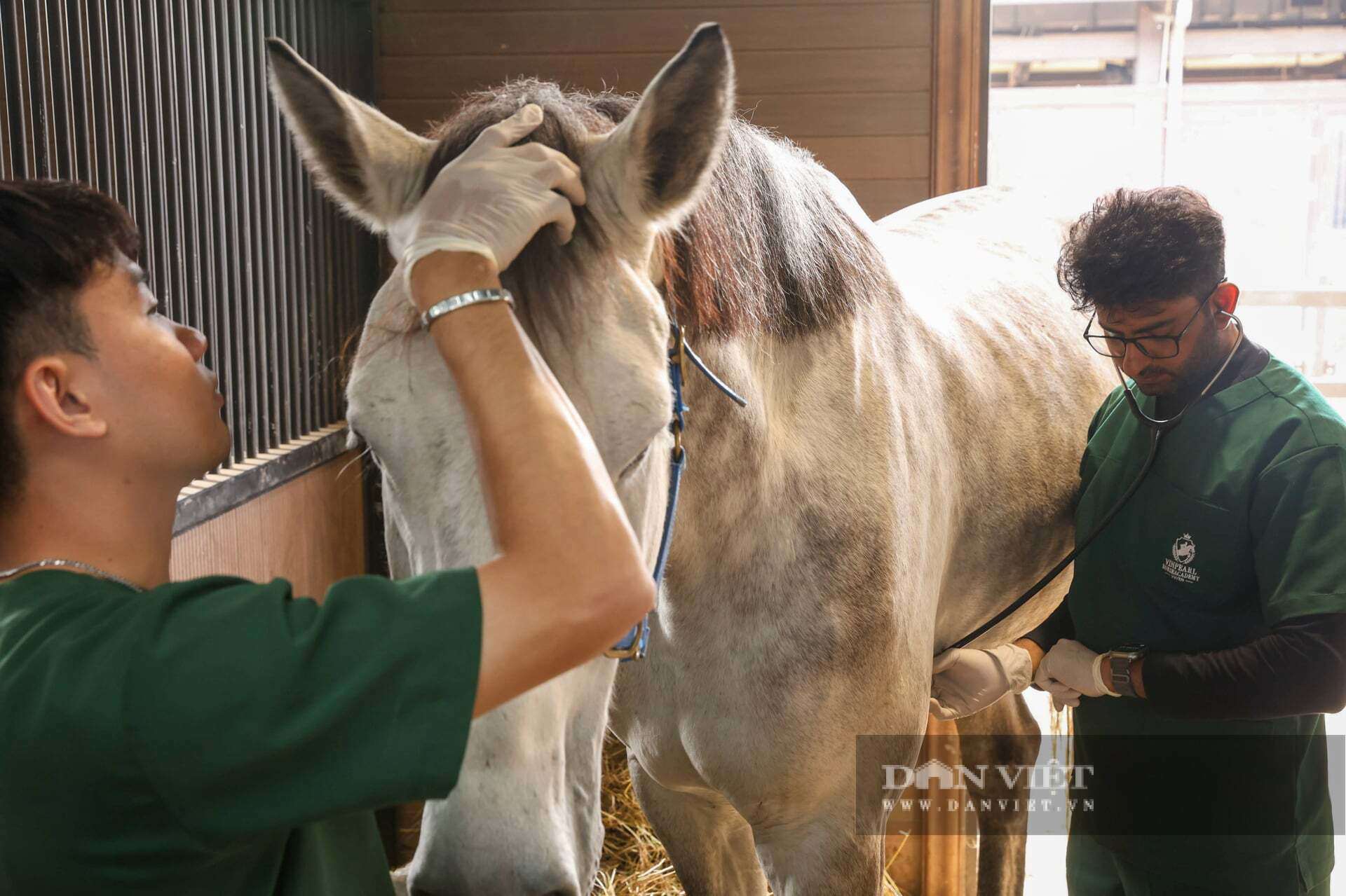 Nhân viên chăm sóc, cho uống thuốc, khám sức khoẻ định kỳ các chú ngựa tại Học viện.&nbsp;