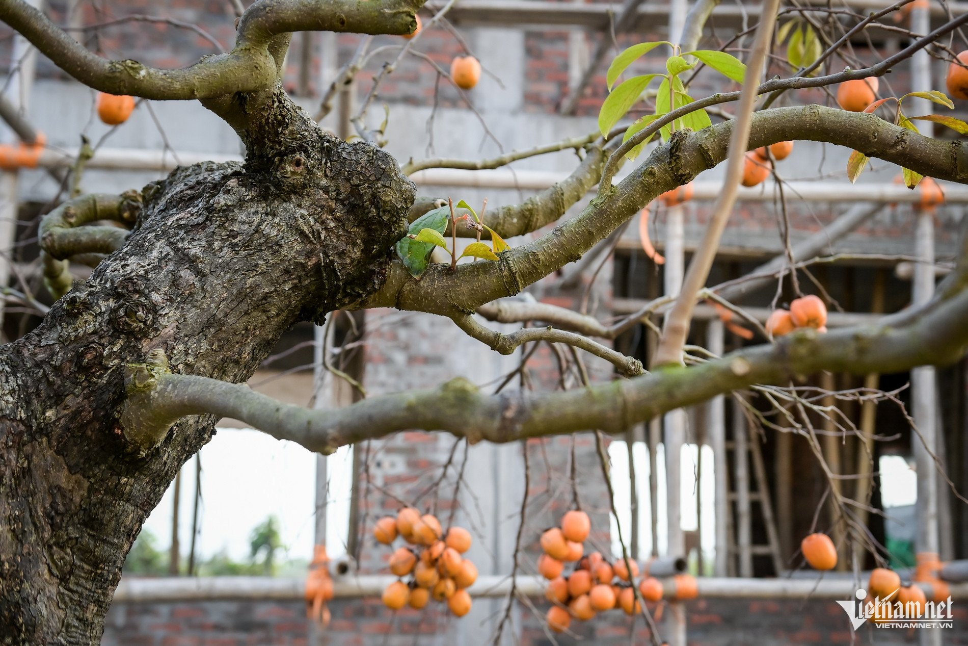 Cây hồng cổ 100 năm tuổi được trả giá 500 triệu đồng - 5