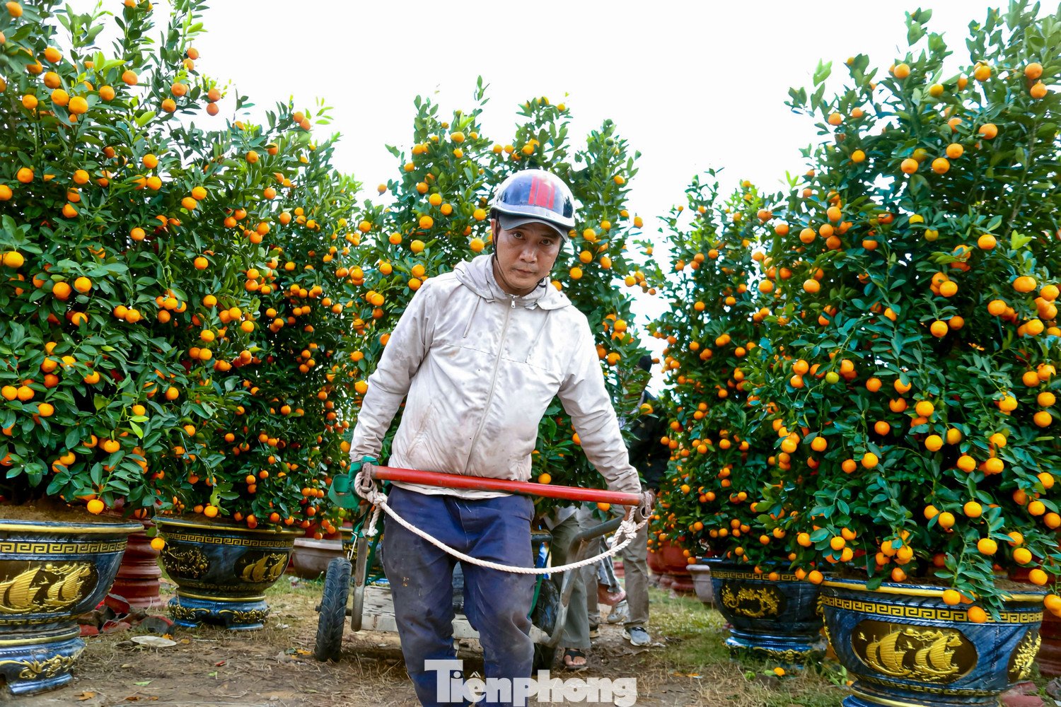Nghề chở cây thuê ngày Tết - 3