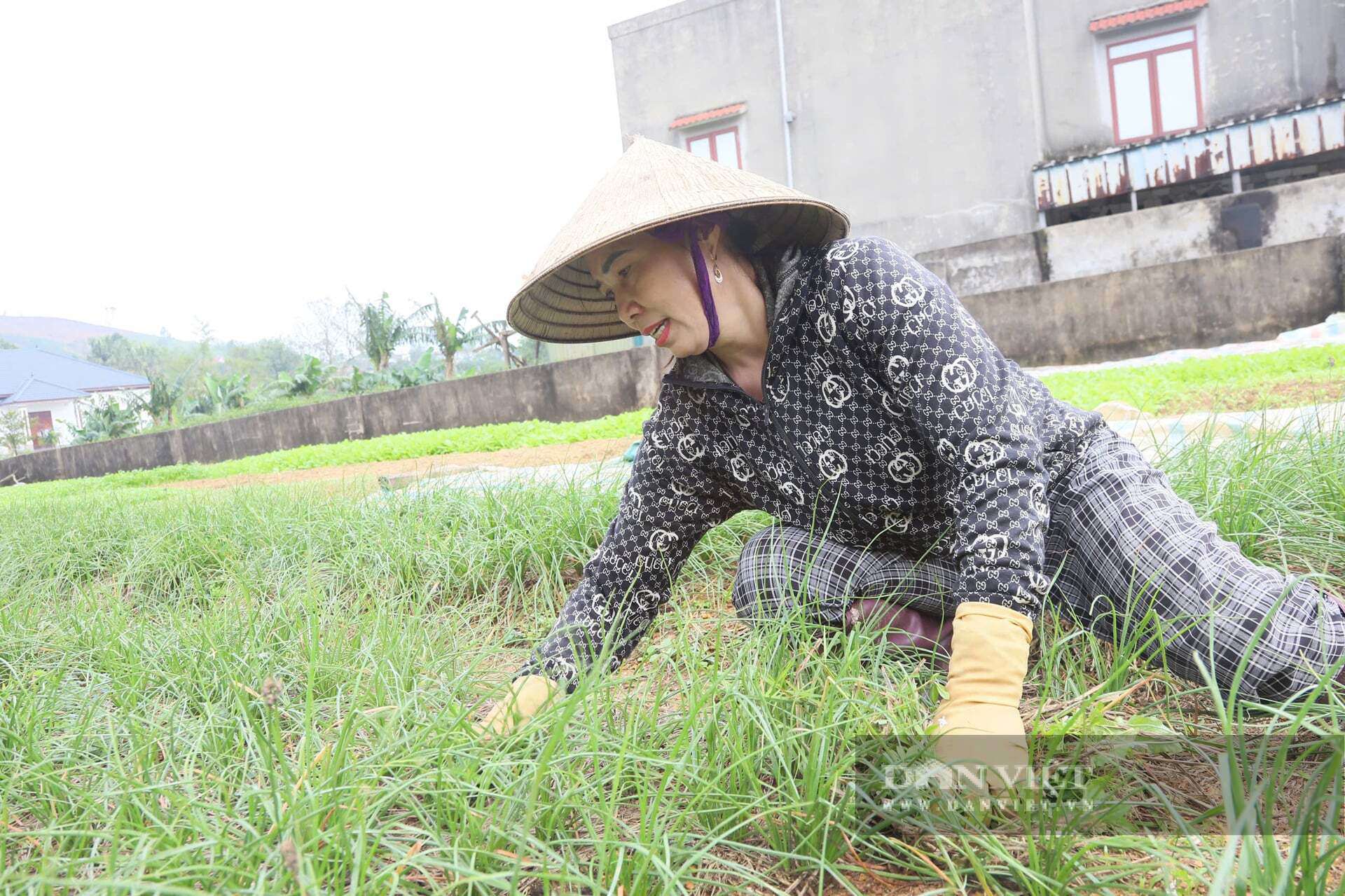 Tranh thủ thời tiết thuận lợi, nông dân xã Kỳ Anh (Hà Tĩnh) tích cực thu hoạch củ kiệu.